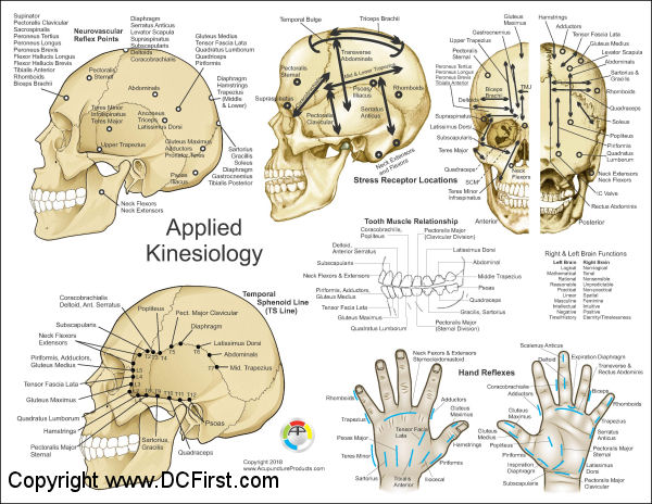 Kinesiology Charts Free