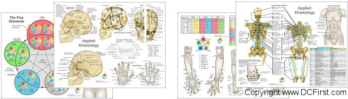 Kinesiology Charts Free