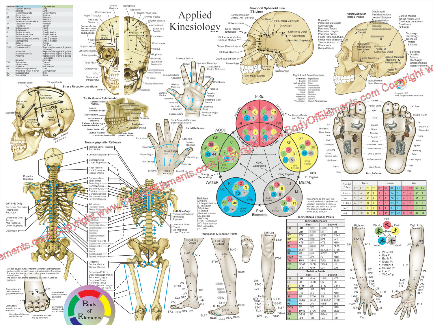 Applied Kinesiology Wall Chart