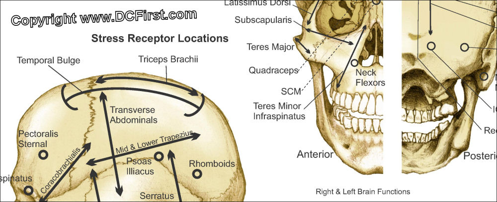 AK Stress Receptor Locations