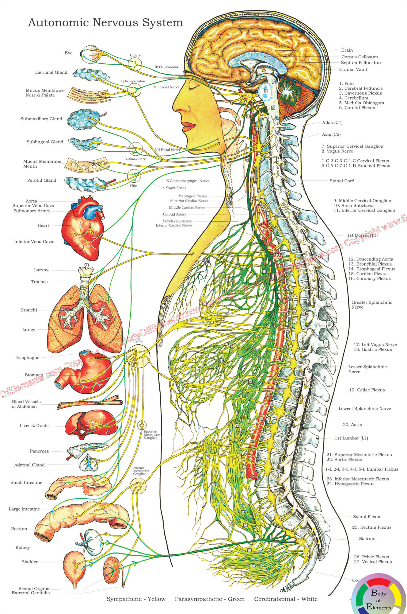 Autonomic Nervous System Poster