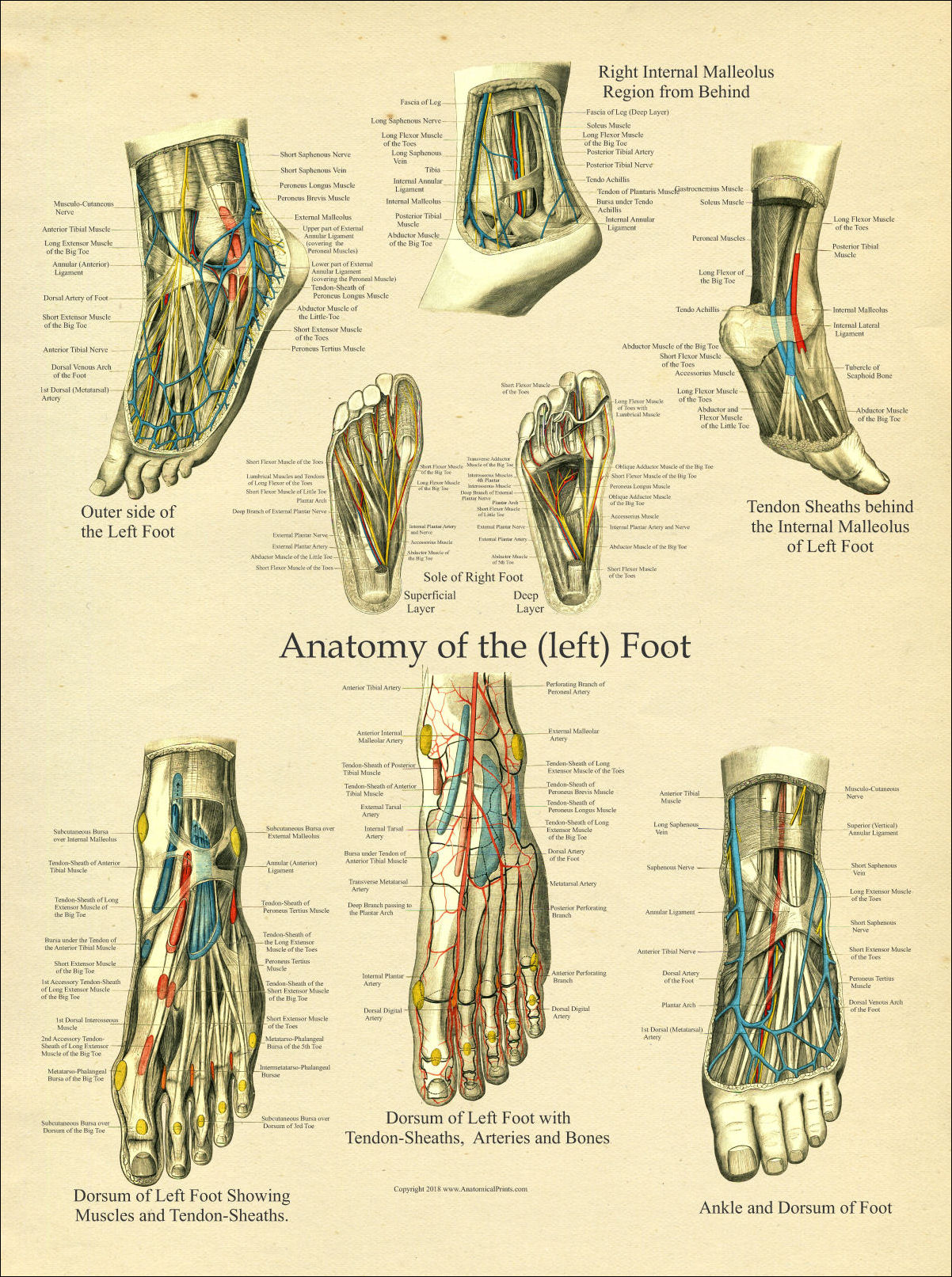 Foot Kinesiology Chart