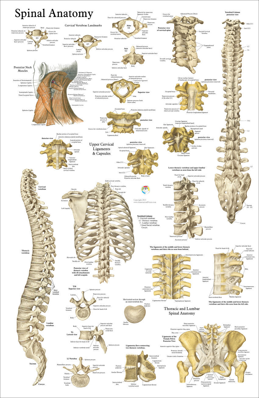 Spine Anatomy Poster - Anterior, Posterior and Deep Layers