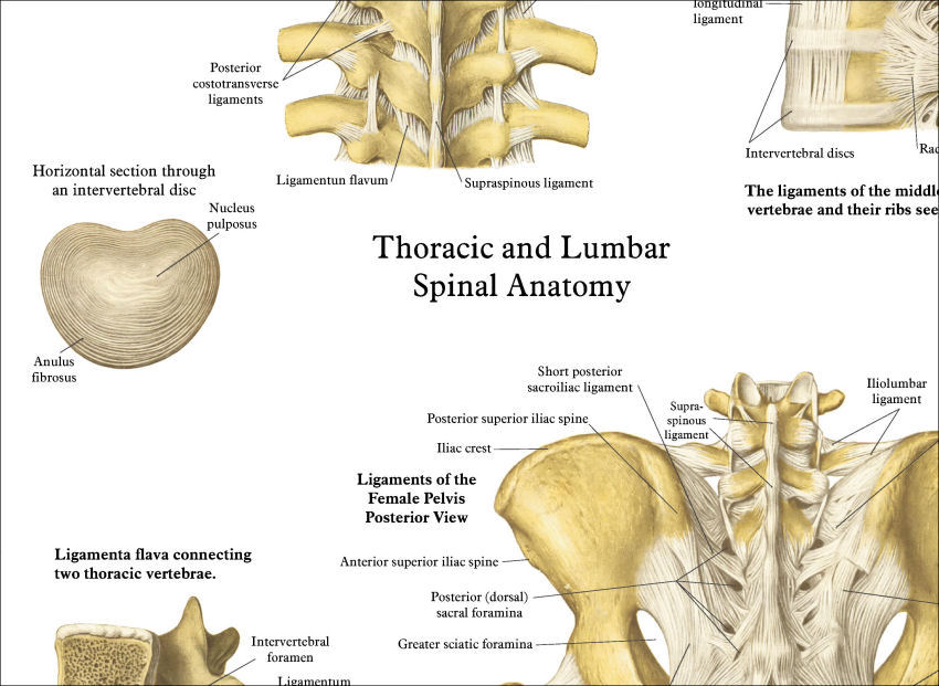 Spinal Anatomy Chart