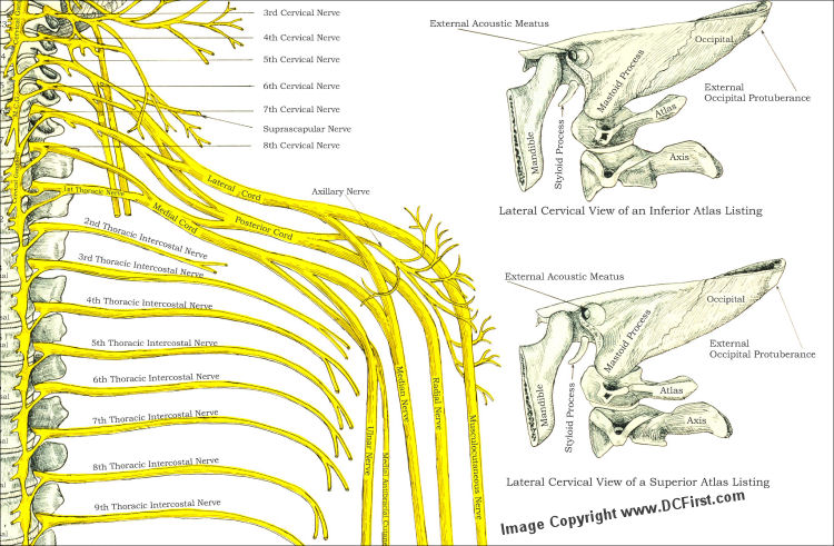 Spinal Nerves and Subluxations Chiropractic Poster