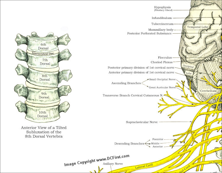 Chiropractic Nerve Chart Poster