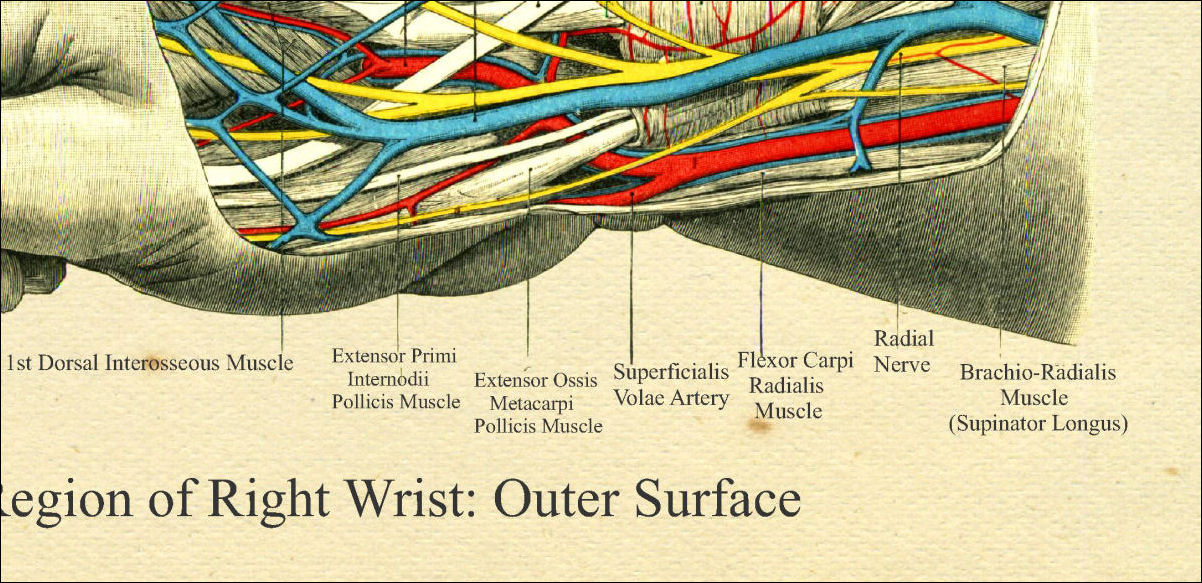 Hand Anatomy Poster