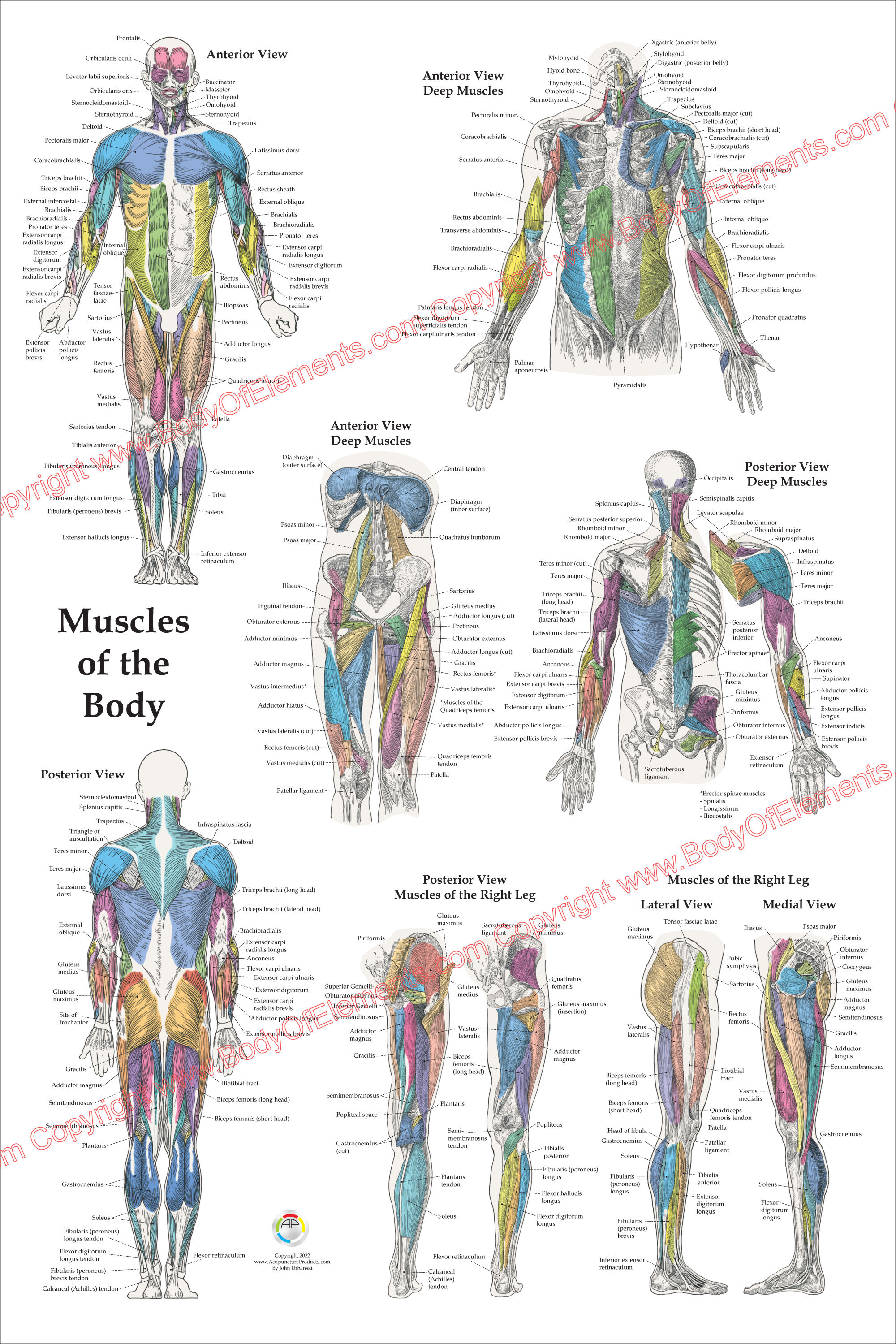 Muscle Anatomy Poster