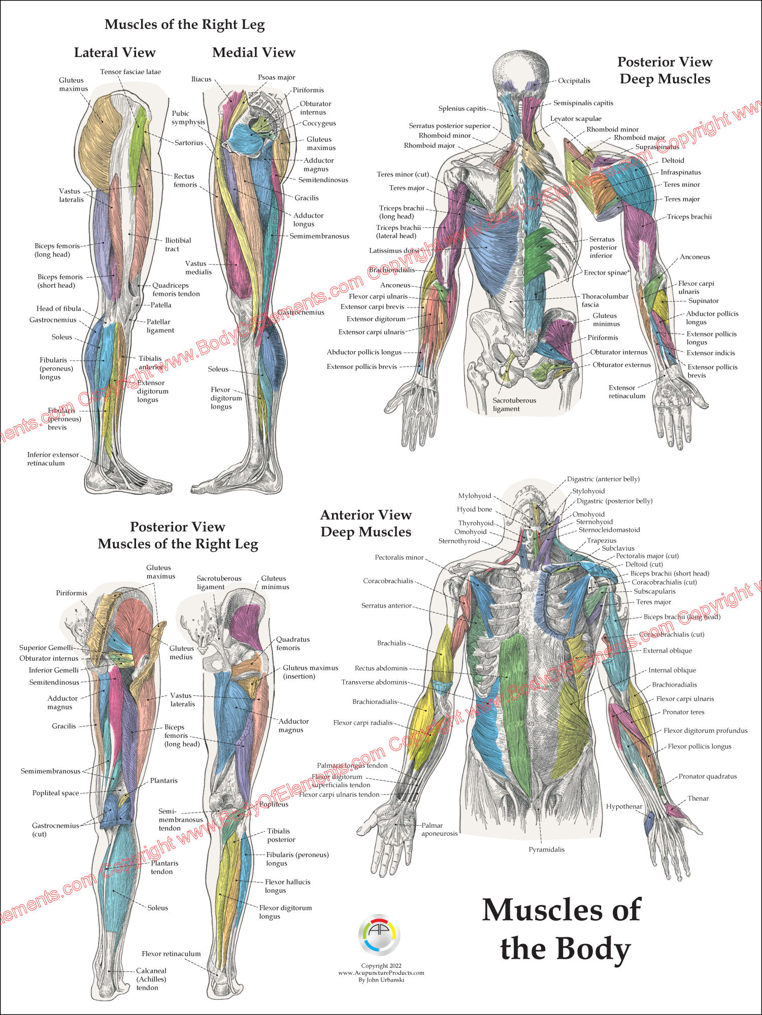 Deep Muscle Anatomy Posters