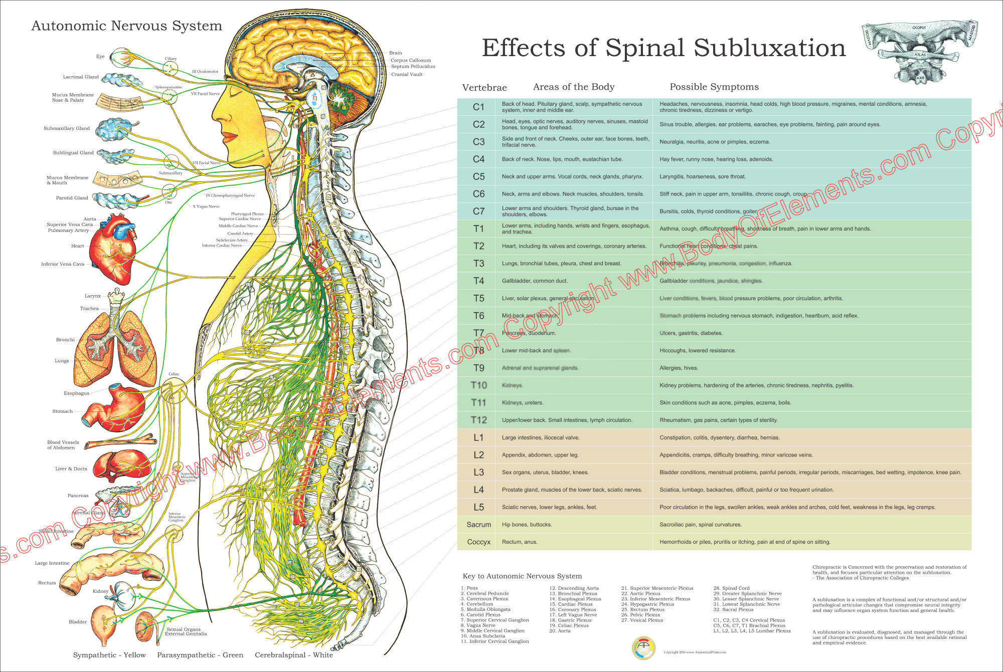 Nerves and Effects of Spinal Subluxation