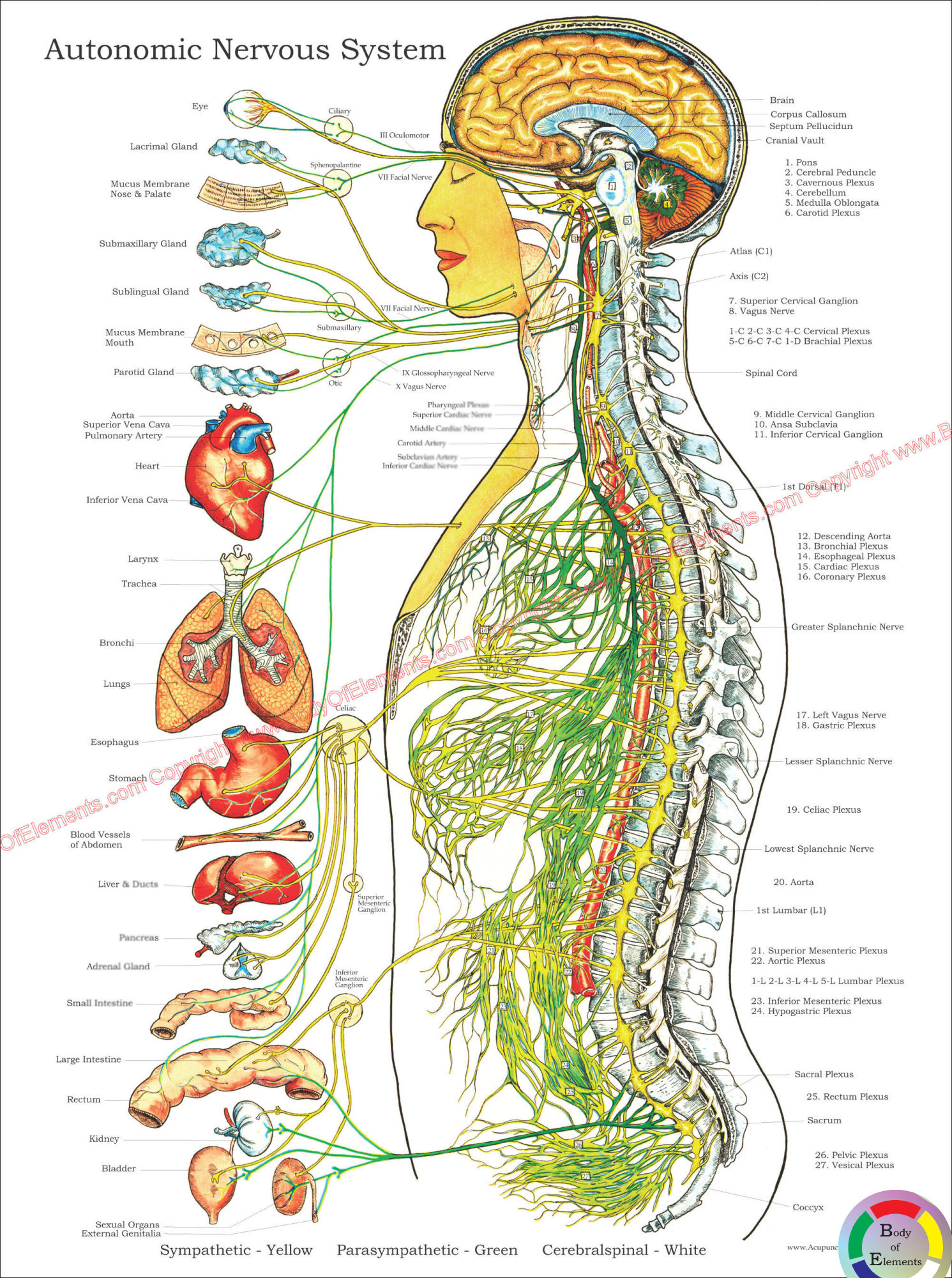 Chiropractic Charts And Posters