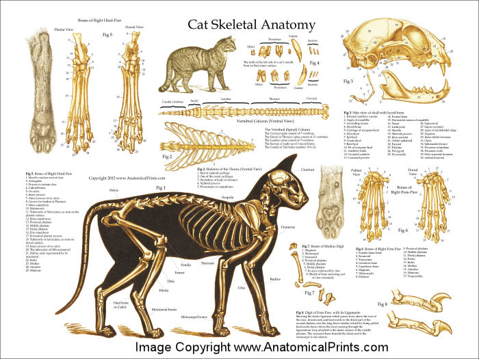 Cat Skeletal Anatomy Poster