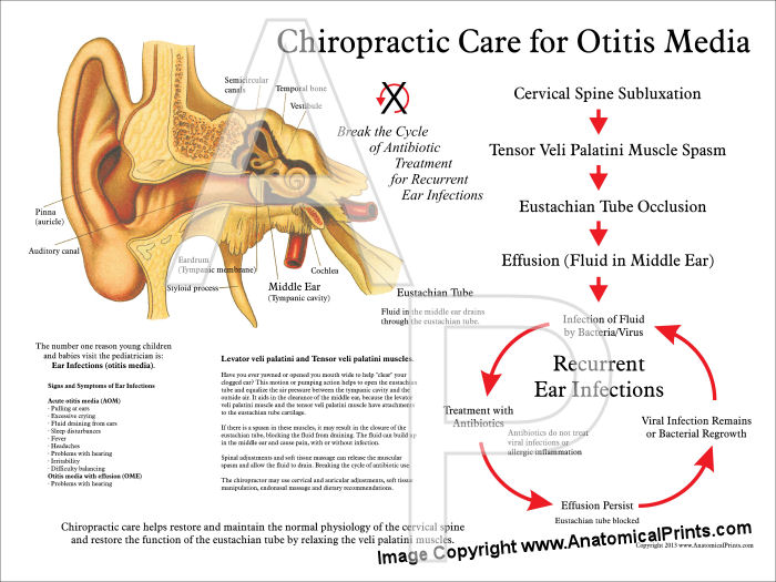 Chiropractic Posters And Charts