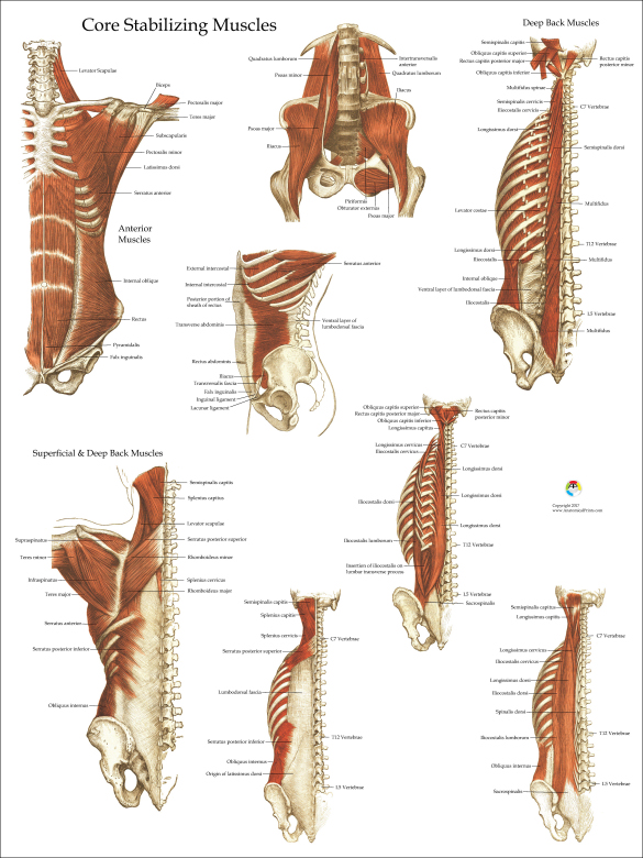 Core Muscle Anatomy Poster
