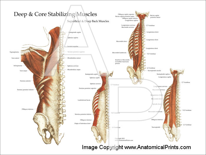 Muscle Anatomy Posters