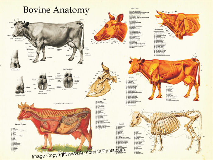 Beef Anatomy Chart