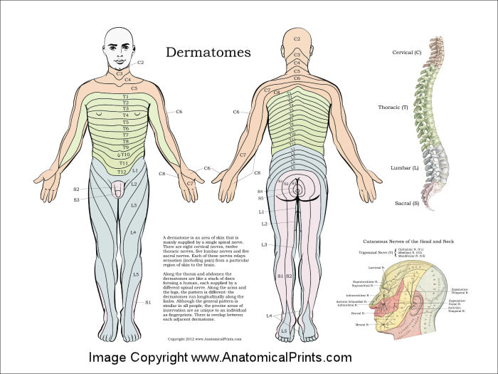 Dermatome Chart Back