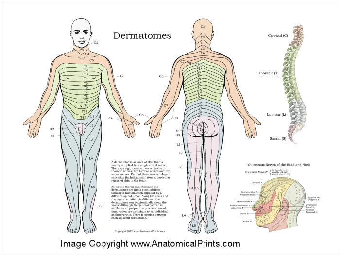 Nerve Distribution Chart