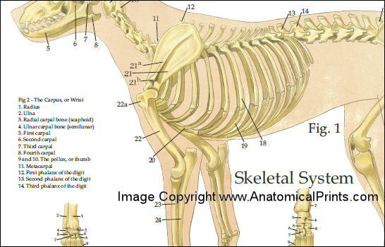 Dog Anatomy Poster