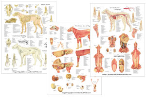 Dog Anatomy Poster