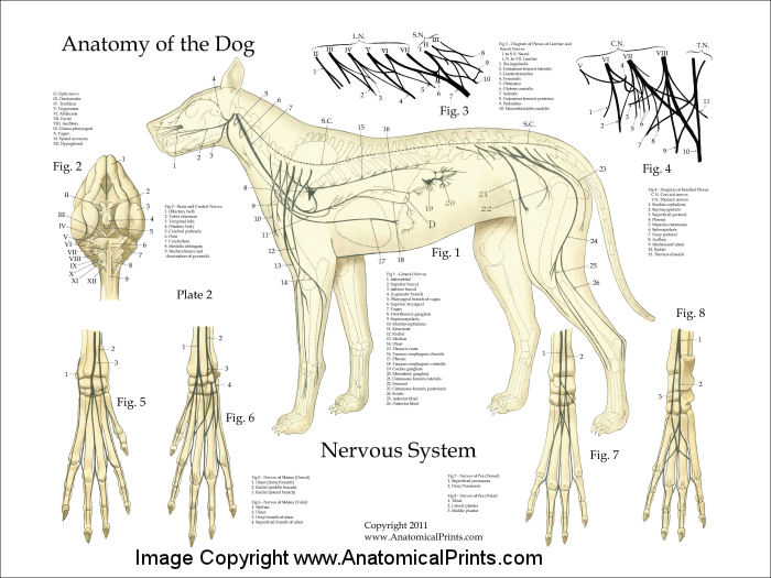 Dog Nervous System Anatomy Poster