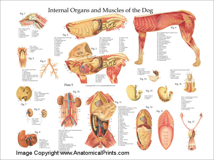 Dog Internal Anatomy Poster