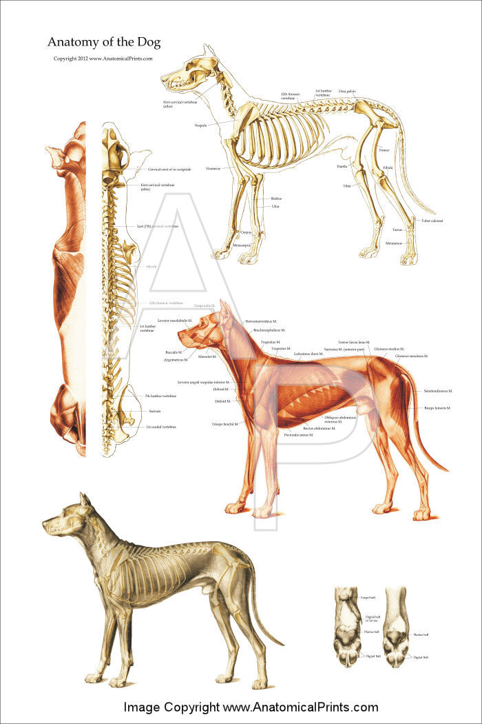 Dog Anatomical Chart Bones and Muscles