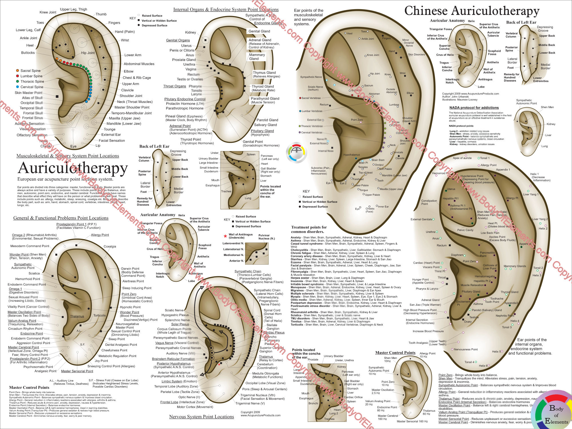 Chiropractor Pressure Points Chart