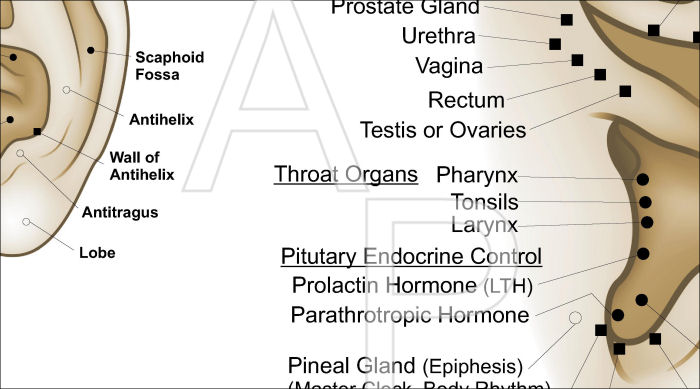 European System of Auriculotherapy