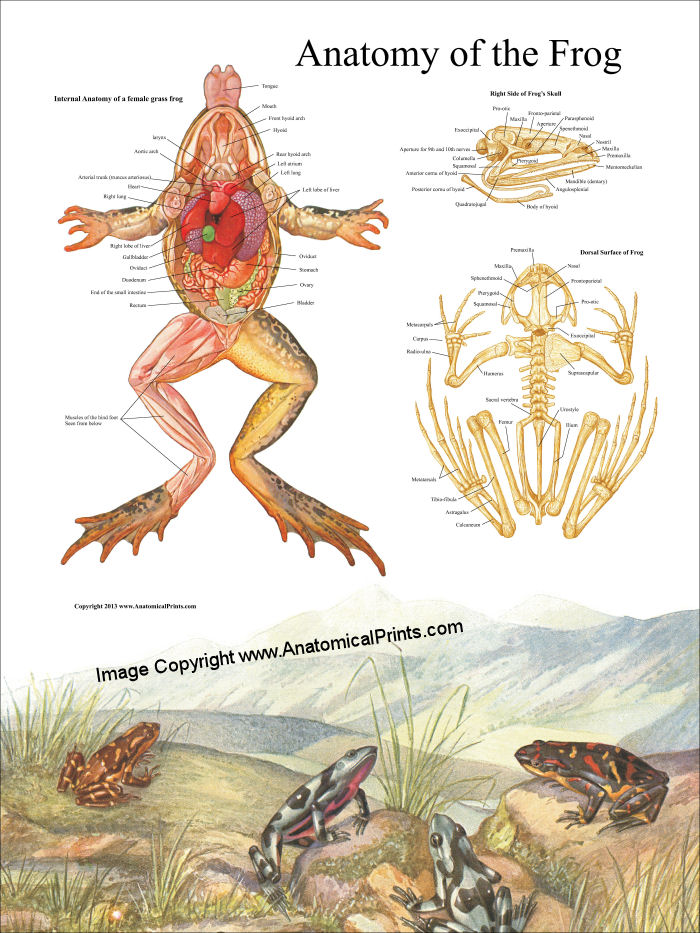 Frog Anatomy Poster