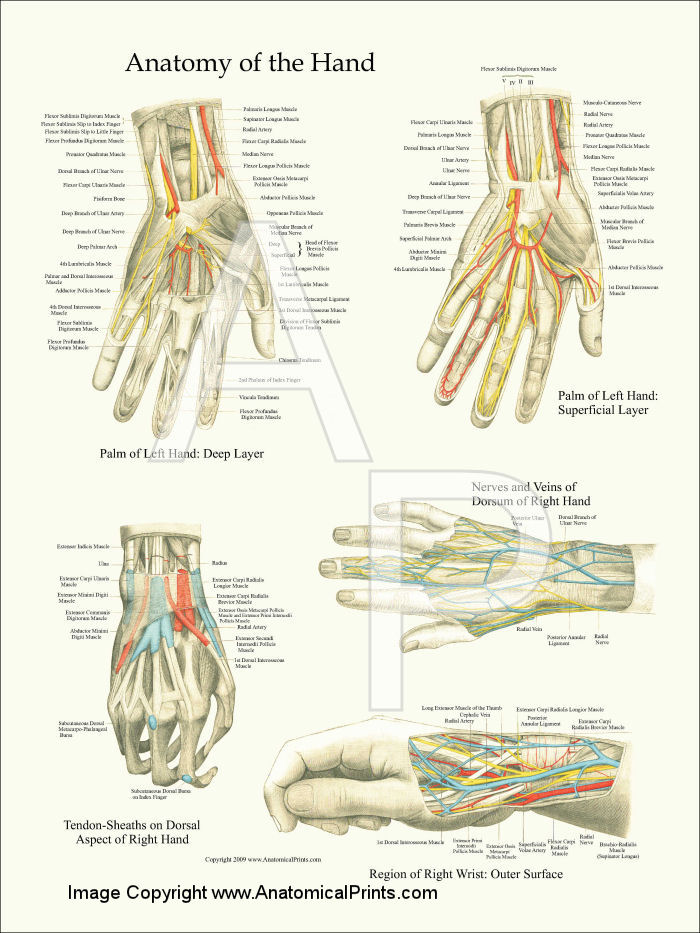 hand art anatomy