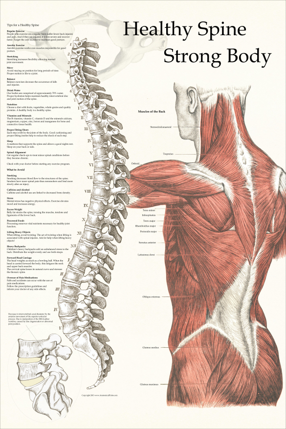 Healthy Spine Strong Body Poster