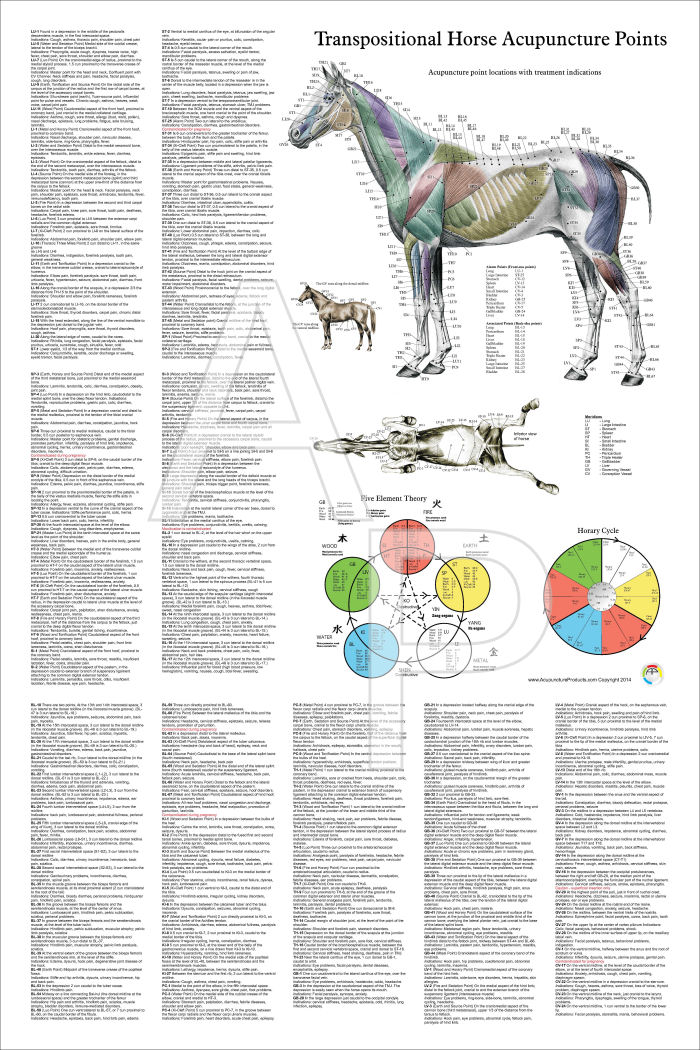 Equine Acupuncture Points Chart