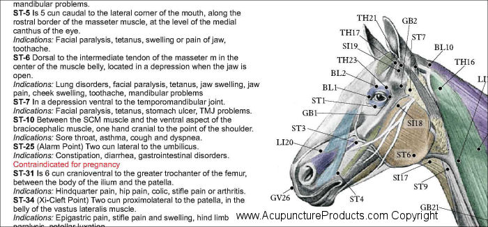 Horse Acupuncture Poster