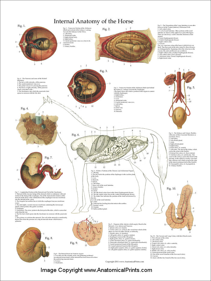 Horse Internal Organs Anatomy Poster