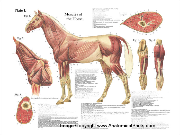 Horse Muscle Anatomy Poster