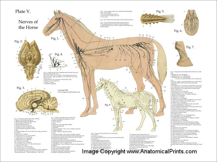 Horse Nervous System Anatomy Poster