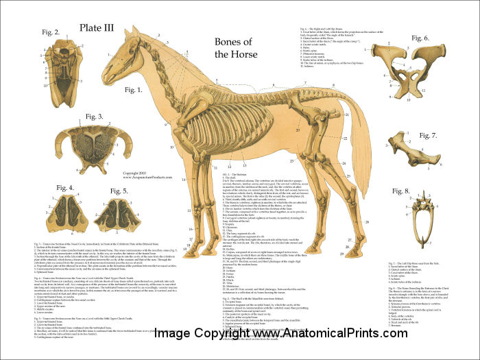 Horse Skeletal Anatomy Poster