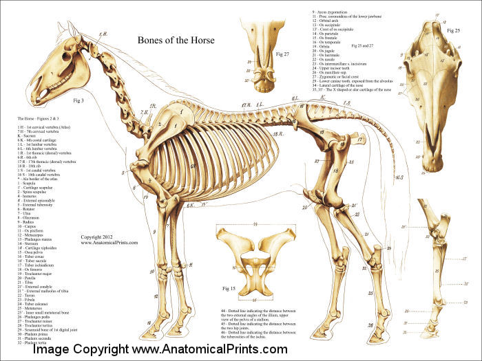 Horse Skeletal Anatomy Poster