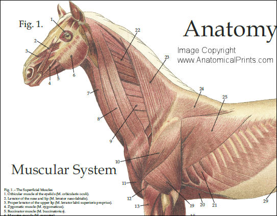 Horse Anatomy Poster