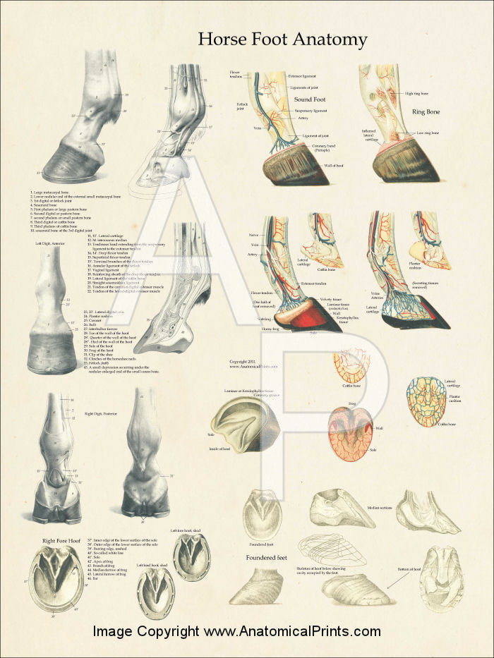Horse Foot Anatomy Poster