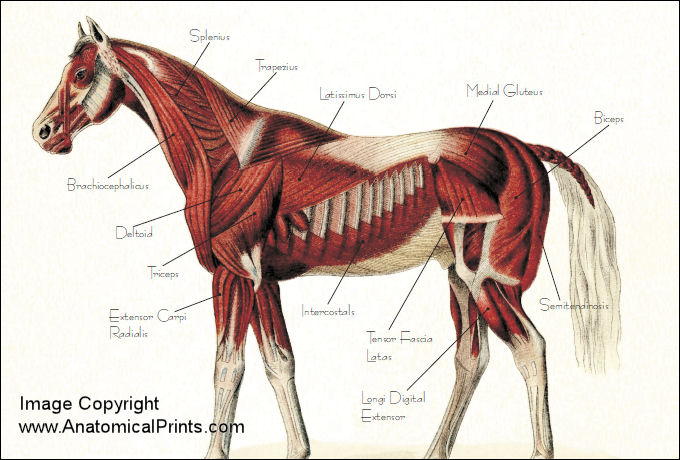 Equine Muscle Anatomy Chart