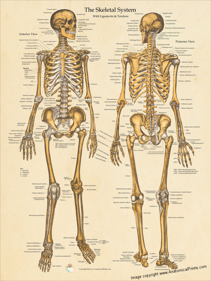 Skeletal Anatomy Poster