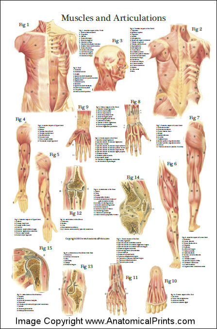 Muscles And Articulations Anatomy Poster 24 X 36