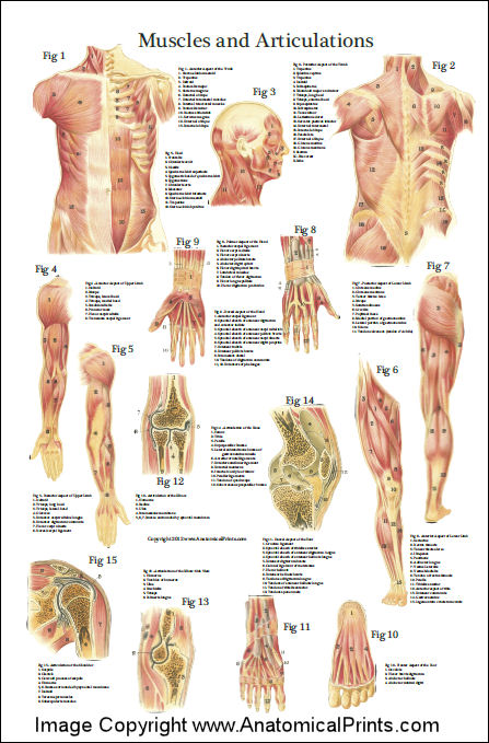 Labeled Leg Muscle Diagram