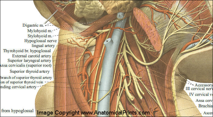 Structures of the Neck Poster