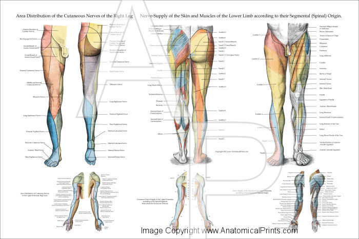 Chiropractic Nerve Chart Poster