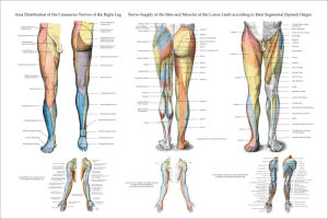 Chiropractic Charts and Posters