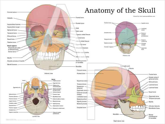 Human Skull Anatomy Poster