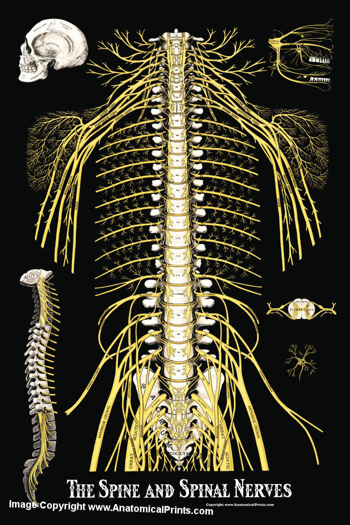 Spinal Nerves Anatomy Poster